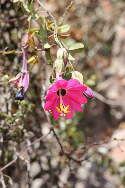 Passiflora huamachucoensis, photographed by Paúl Gonzáles