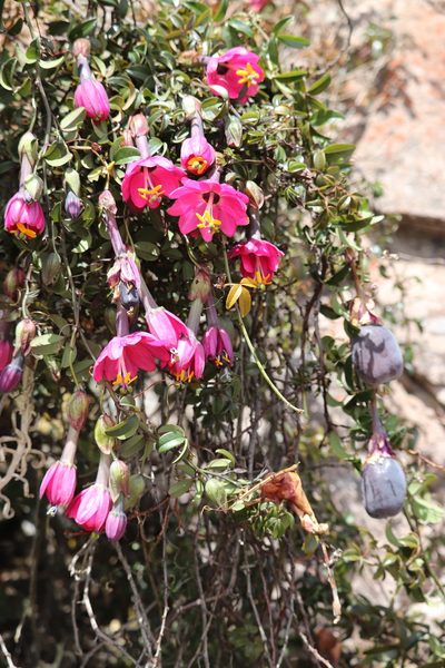 Passiflora huamachucoensis, photographed by Paúl Gonzáles