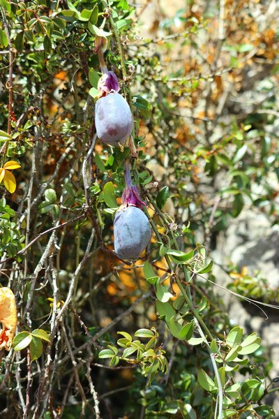 Passiflora huamachucoensis, photographed by Paúl Gonzáles