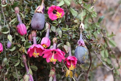 Passiflora huamachucoensis, photographed by Paúl Gonzáles