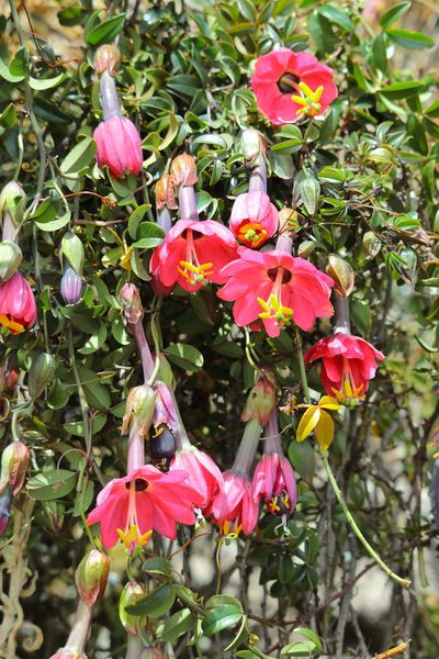Passiflora huamachucoensis, photographed by Paúl Gonzáles