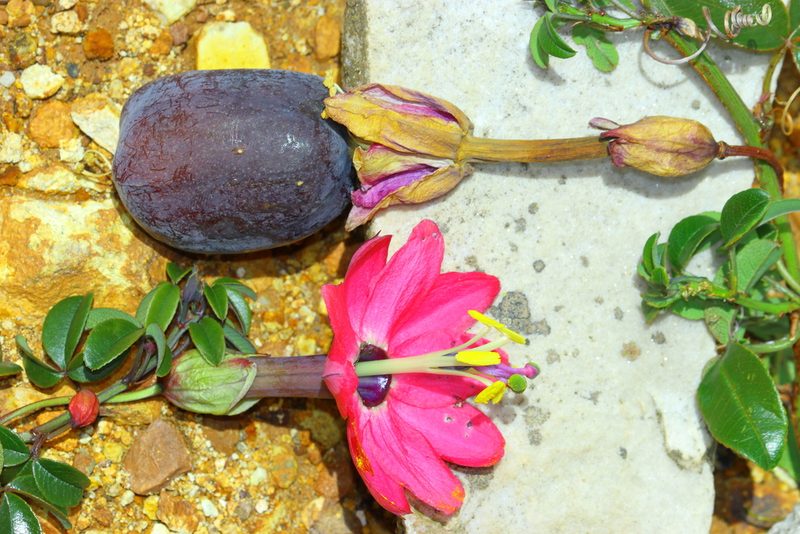Passiflora huamachucoensis, photographed by Paúl Gonzáles