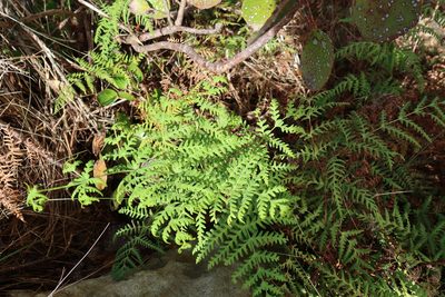 Histiopteris incisa, photographed by Diana Studer
