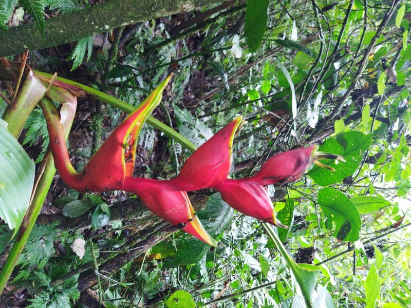 Heliconia bihai, photographed by Thalia M. Mite