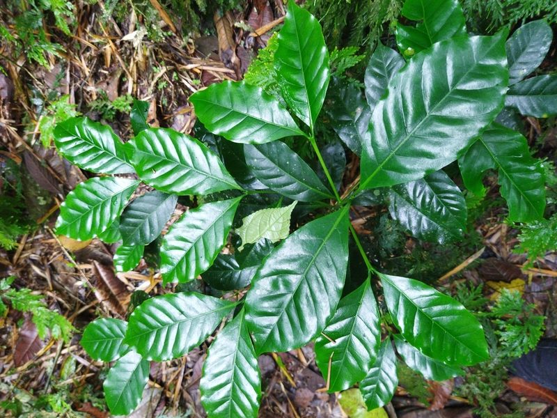 Coffea arabica, photographed by Thalia M. Mite