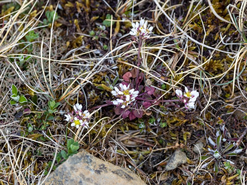 Cochlearia officinalis, photographed by William Stephens