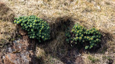 Rhodiola rosea, photographed by William Stephens