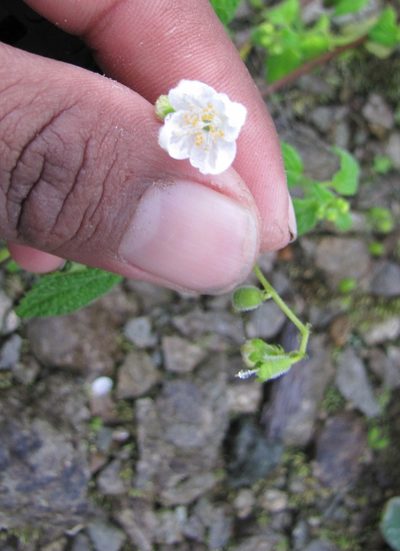 Klaprothia mentzelioides, photographed by Paúl Gonzáles