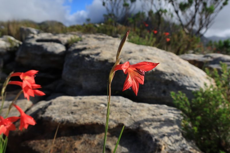 Gladiolus priorii, photographed by Diana Studer