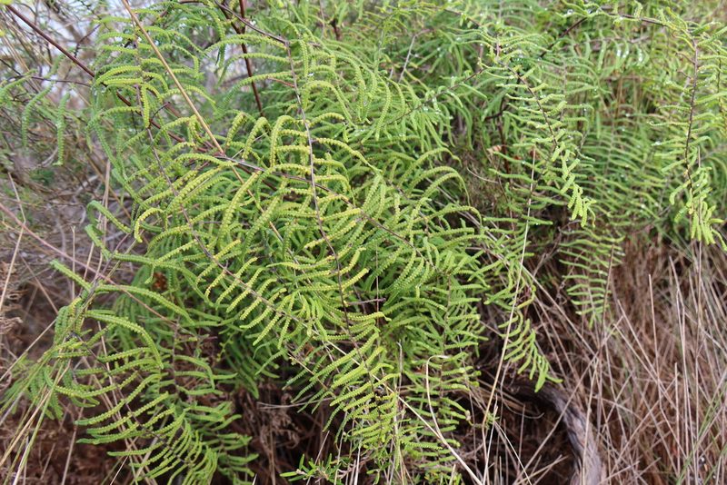 Gleichenia polypodioides, photographed by Diana Studer