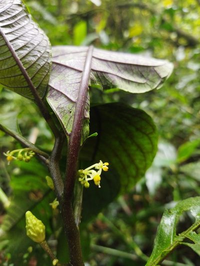 Solanum anceps, photographed by Thalia M. Mite
