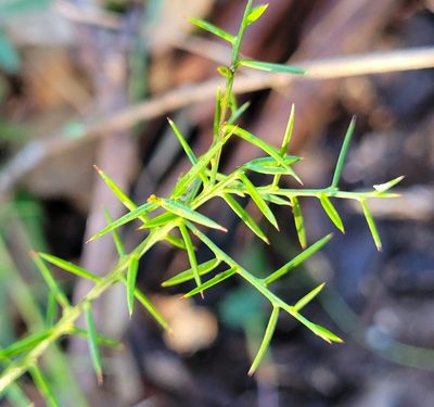 Daviesia ulicifolia, photographed by Eamonn Culhane