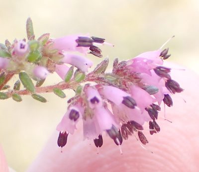 Erica radicans, photographed by Nicola van Berkel