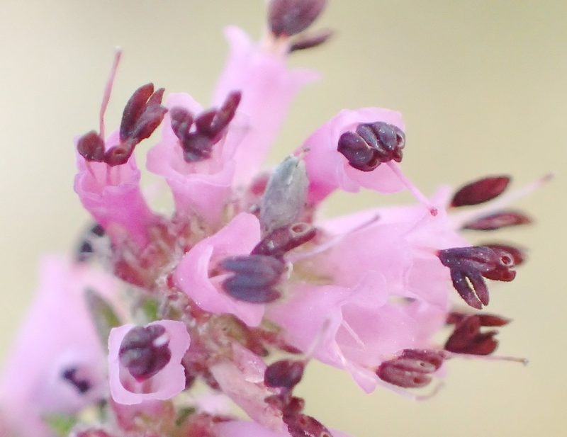 Erica radicans, photographed by Nicola van Berkel
