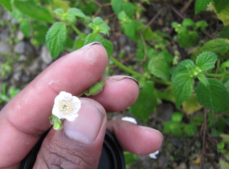 Klaprothia mentzelioides, photographed by Paúl Gonzáles