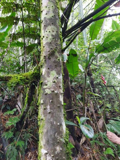 Zanthoxylum rhoifolium, photographed by Thalia M. Mite