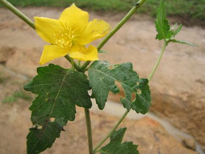 Mentzelia scabra, photographed by Paúl Gonzáles