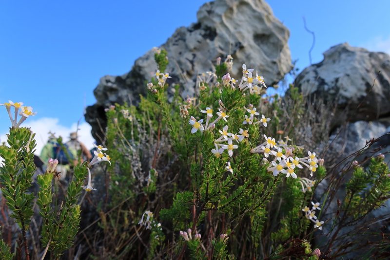 Gnidia tomentosa, photographed by Diana Studer