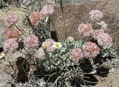 Eriogonum ovalifolium, photographed by Henrik Kibak