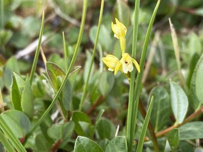 Corallorhiza trifida, photographed by harry beaman