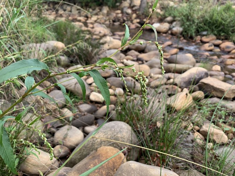 Persicaria hydropiper, photographed by Dave Richardson