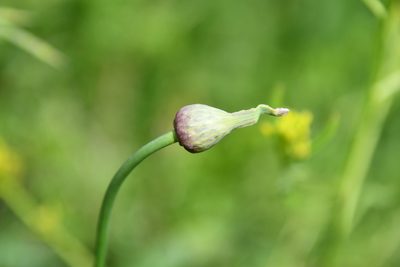 Allium rotundum, photographed by Иван Ковтун Ivan Kovtun