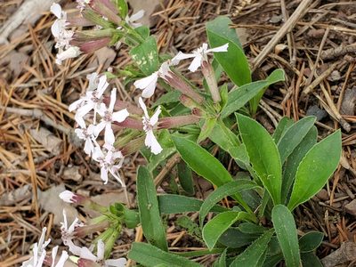 Silene caroliniana, photographed by Craig Martin