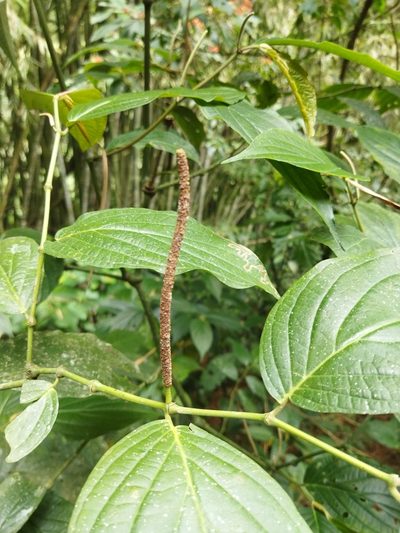 Piper hispidum, photographed by Thalia M. Mite