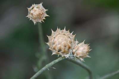 Centaurea orientalis, photographed by Иван Ковтун Ivan Kovtun