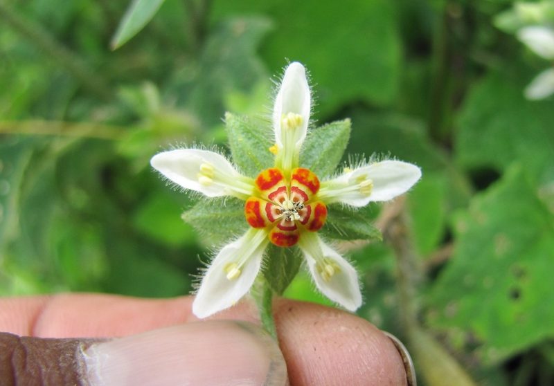 Nasa stuebeliana, photographed by Paúl Gonzáles