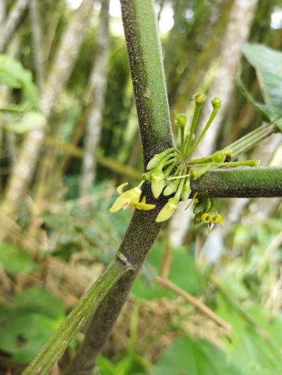 Witheringia solanacea, photographed by Thalia M. Mite