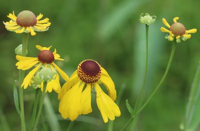 Helenium campestre, photographed by hr_dragonfly
