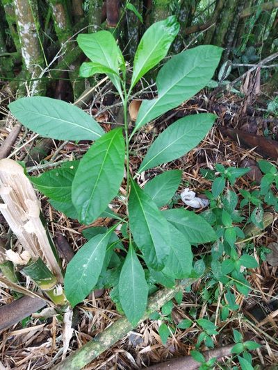 Solanum aphyodendron, photographed by Thalia M. Mite