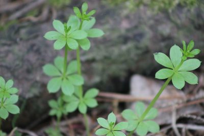 Galium triflorum, photographed by Tatiana Strus