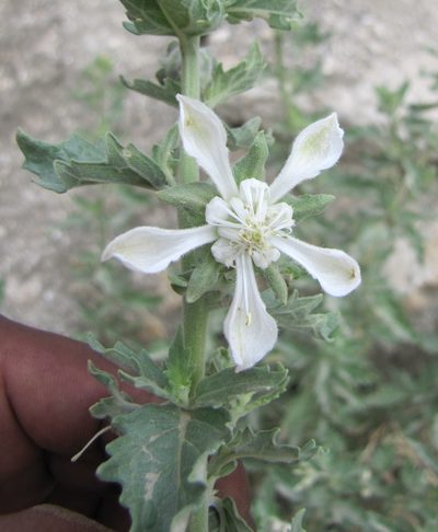Presliophytum incanum, photographed by Paúl Gonzáles