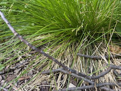 Carex bromoides, photographed by Erin Snyder