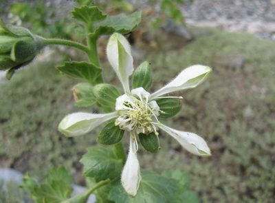 Presliophytum heucherifolium, photographed by Paúl Gonzáles