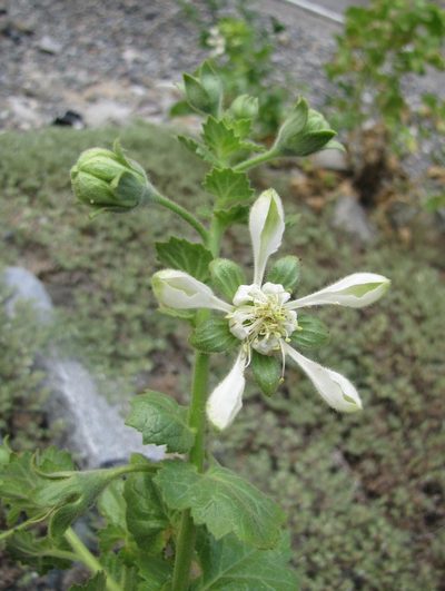 Presliophytum heucherifolium, photographed by Paúl Gonzáles