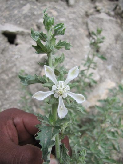 Presliophytum incanum, photographed by Paúl Gonzáles