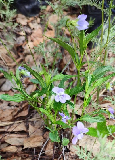 Viola pumila, photographed by Yurii Basov
