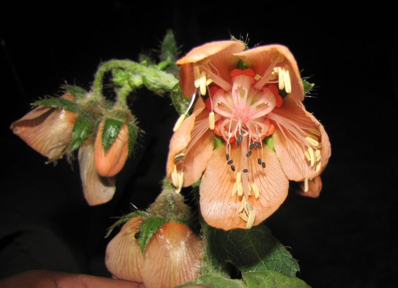 Nasa macrophylla, photographed by Paúl Gonzáles
