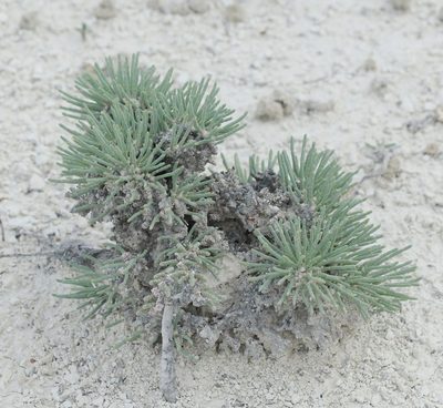 Anabasis cretacea, photographed by Иван Пристрем