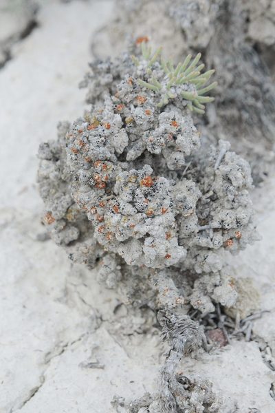 Anabasis cretacea, photographed by Иван Пристрем