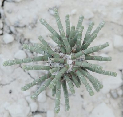 Anabasis cretacea, photographed by Иван Пристрем