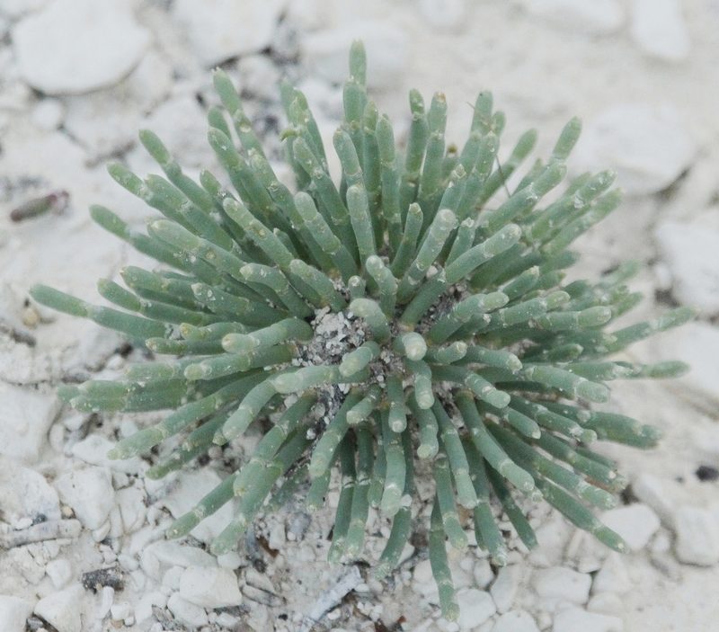Anabasis cretacea, photographed by Иван Пристрем