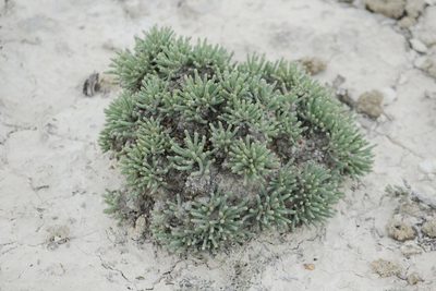 Anabasis cretacea, photographed by Иван Пристрем