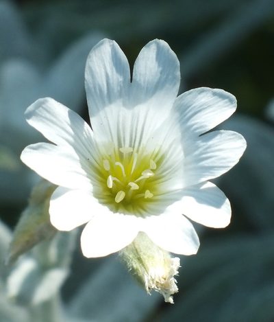 Cerastium biebersteinii, photographed by Иван Пристрем