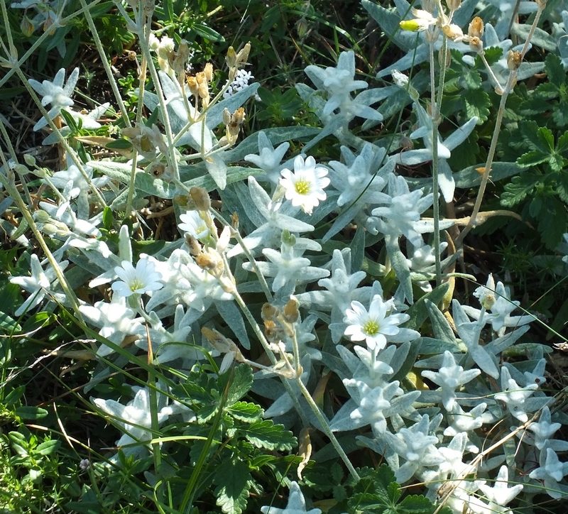 Cerastium biebersteinii, photographed by Иван Пристрем