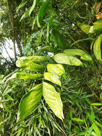 Chamaedorea pinnatifrons, photographed by Thalia M. Mite