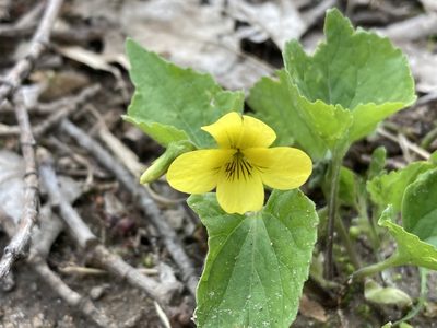 Viola pubescens, photographed by Kate Cary